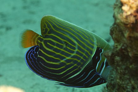 Juv intermédiare
